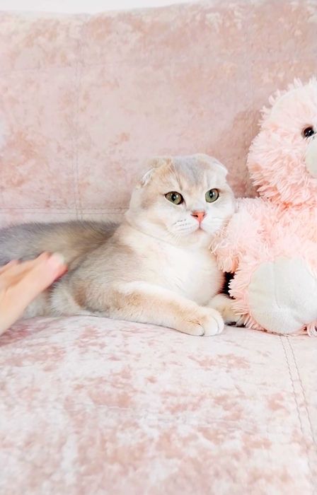 Неймовірно лагідний хлопчик мурчалка