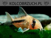 Kirysek axelroda - Corydoras axelrodi - Kirys - dowóz, wysyłka