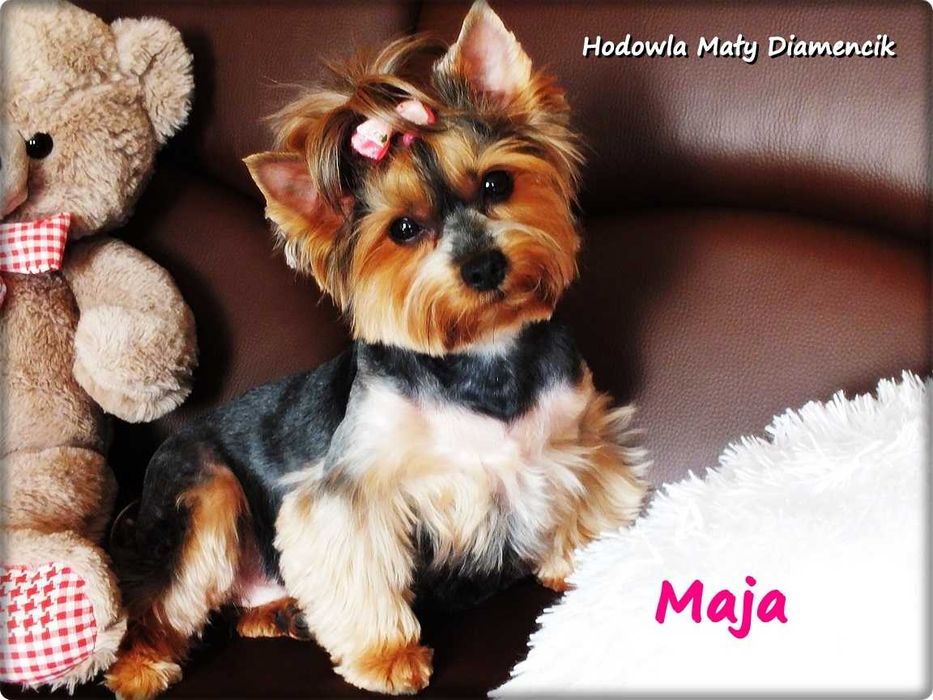 Yorkshire Terrier York Maja z Rodowodem do najlepszego domku