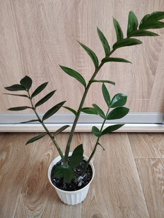 Продам квітку доларове дерево