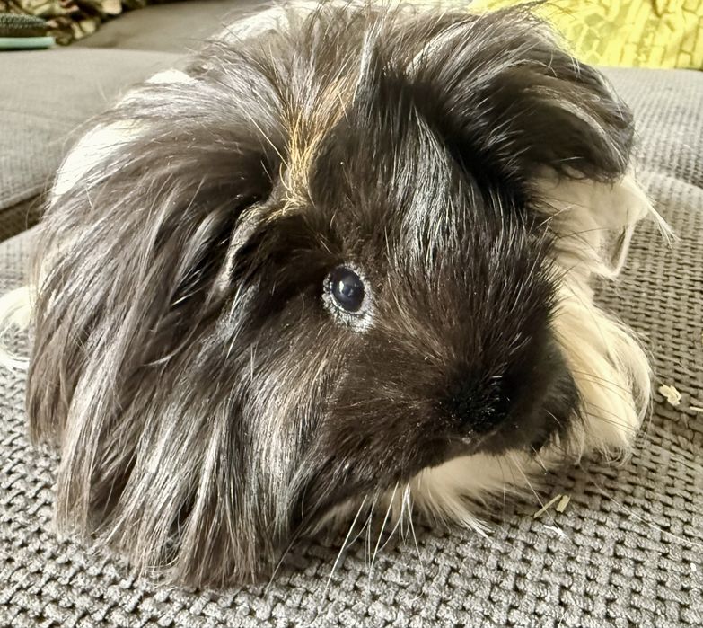 Świnki morskie peruwianki - długowłose. Razem z klatką.