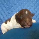 Lagotto Romagnolo Piesek ZKwP/FCI