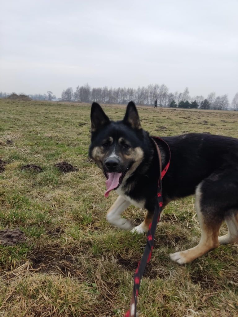 Aslan w typie akity amerykańskiej