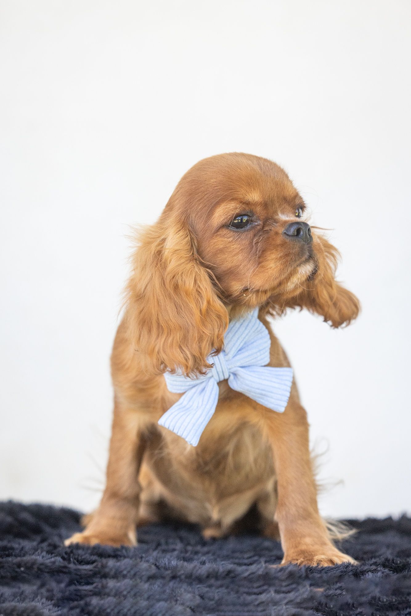 Cavalier King Charles Spaniel* Chłopczyk* Lupin gotowy do odbioru