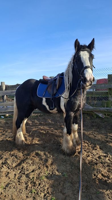 Ogier tinker stanówka