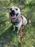 Piesek 3 letni do adopcji