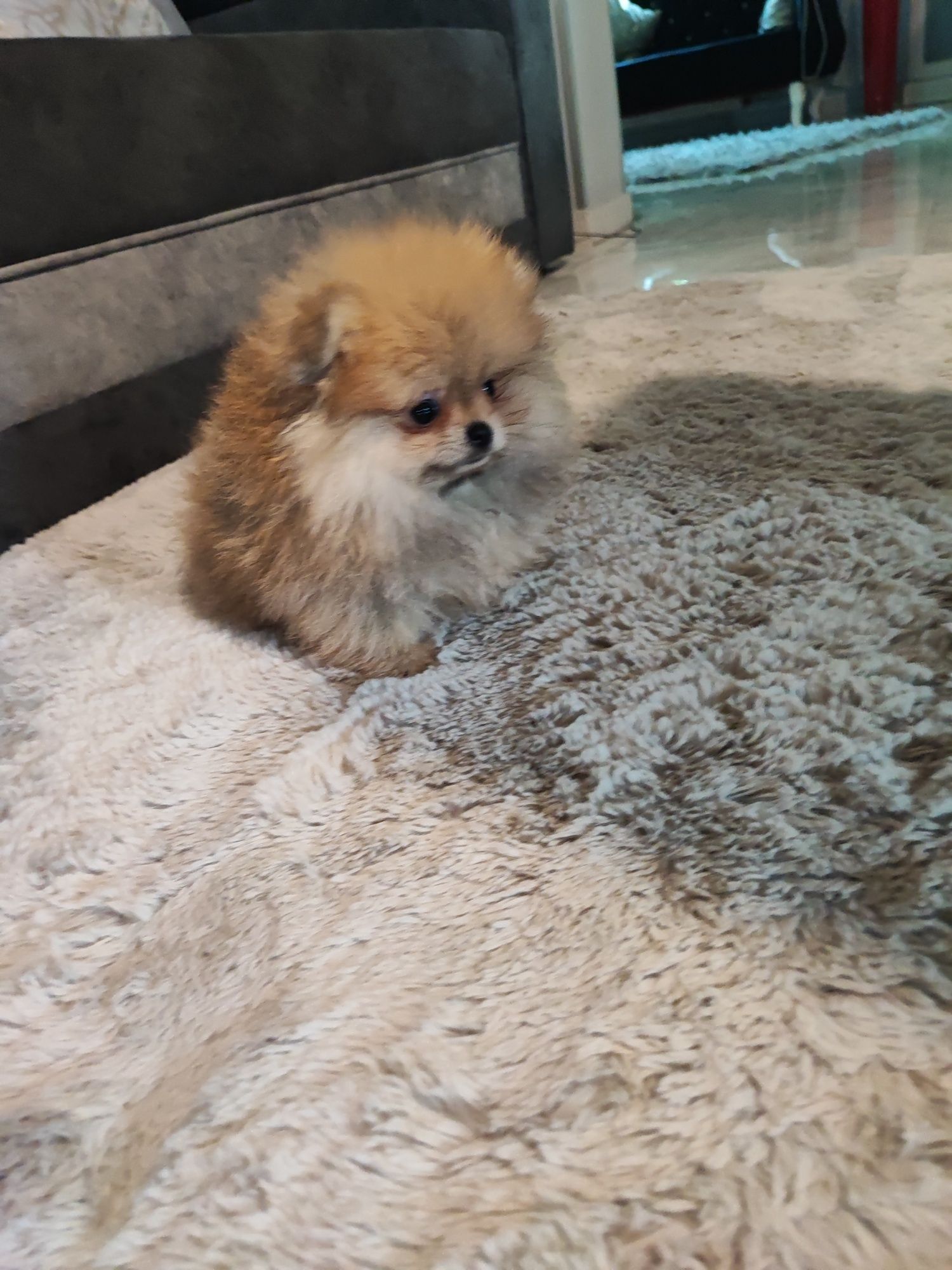 Pomeranian suczka typ misia