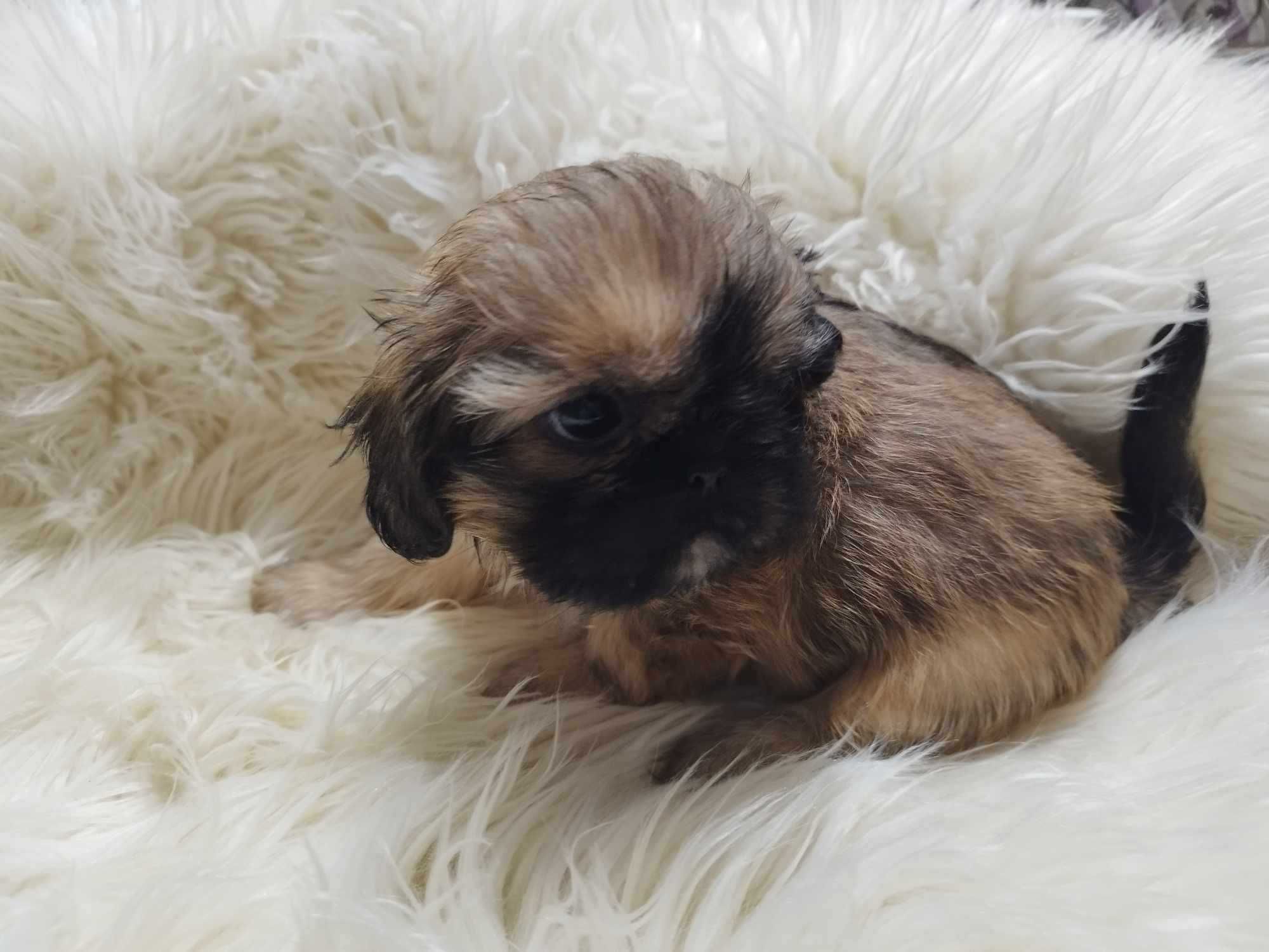 *** Shih Tzu Prześliczne Czarne Maluszki Wielkości Yorka ***