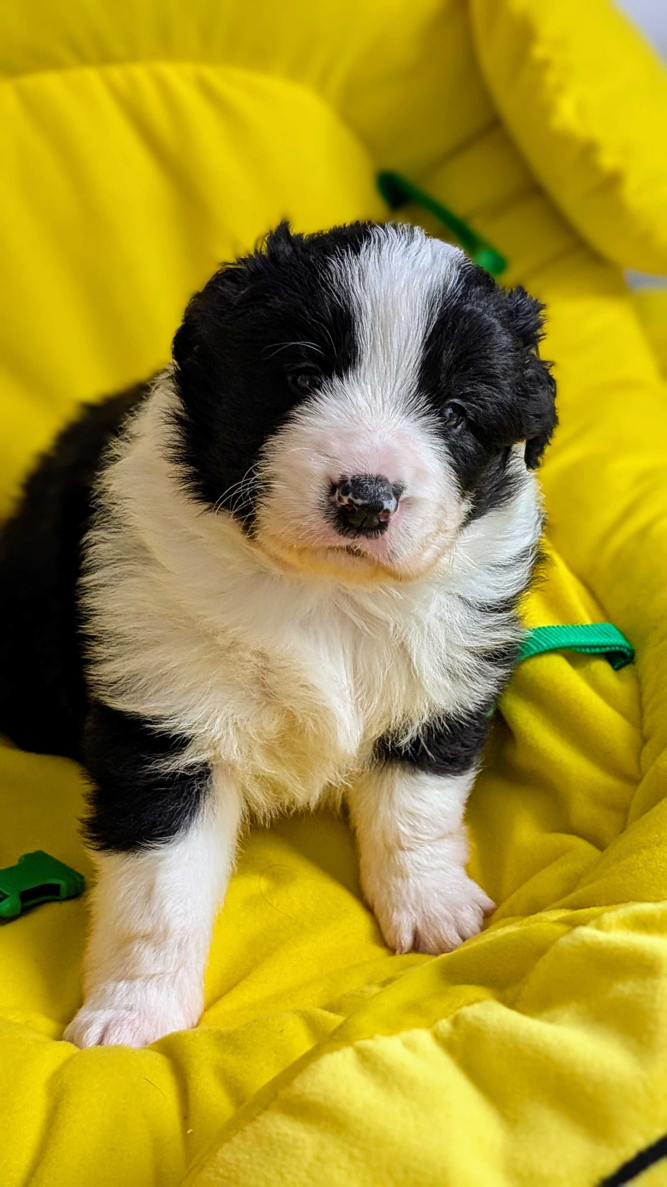 Border Collie FCI / ZKwP