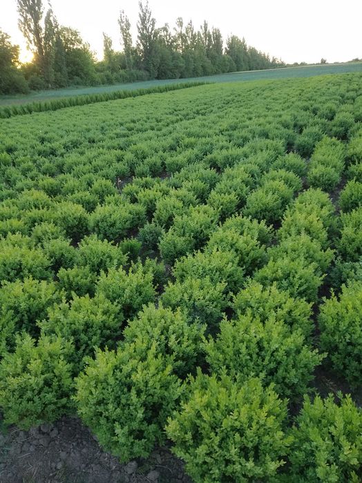 Самшит,Туя,Ялівець