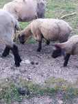 Vendo borregos cruzado de suffolk.
