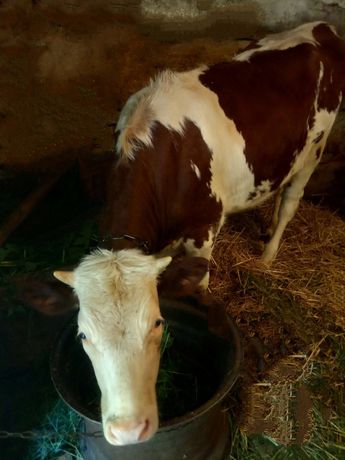 Продам теличку,1 рік,червоно-ряба,від молочної корови,можливий торг.