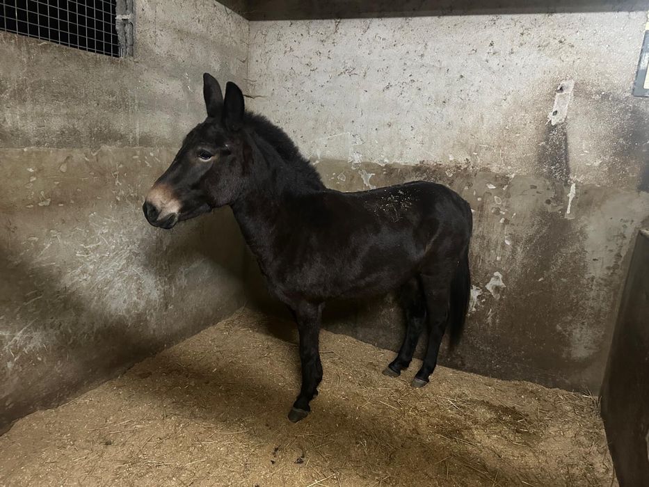 Vendo mula mansinha…