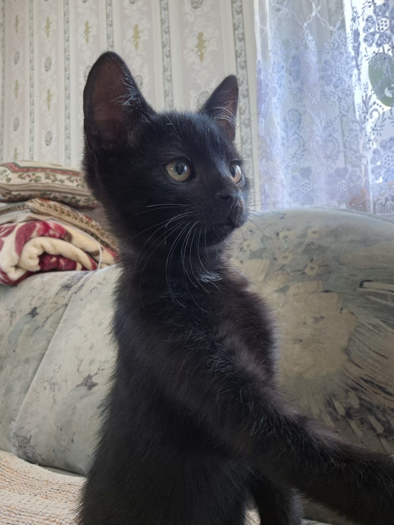 Małe kociaki do adopcji