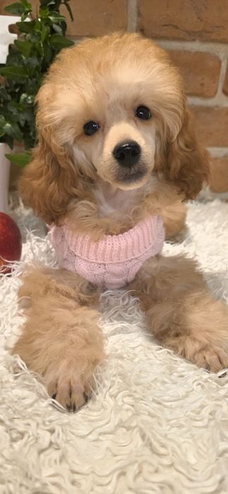 Pudel pudelek miniaturowy - dziewczynka