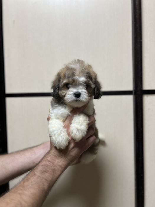 Гарнюнi цуценята Кавапу