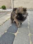 Suczka Szpic Miniatura Miniaturowy Boo Pomeranian
