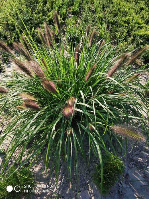 Саженцы цветы квіти саджанці