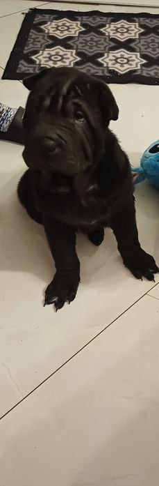 Shar Pei z rodowodem