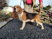 Beagl Beagle rodowodowy piesek ,