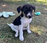 Uratowane szczeniaki maluchy do adopcji - OLO I OLAF
