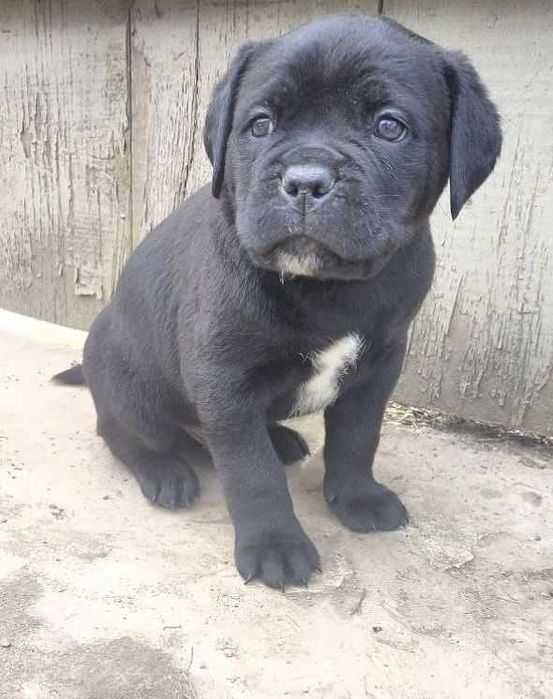 Кане корсо цуценя