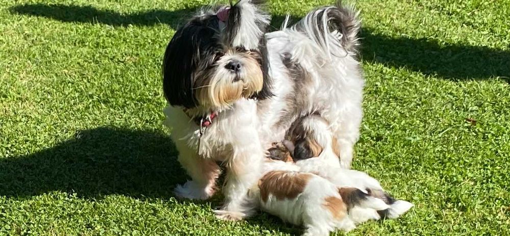 Śliczna suczka Shih Tzu z hodowli, rodowód