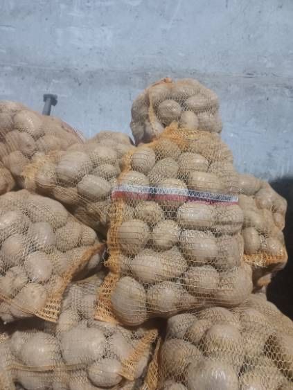 Cebula ziemniaki jadalne i odpadowe