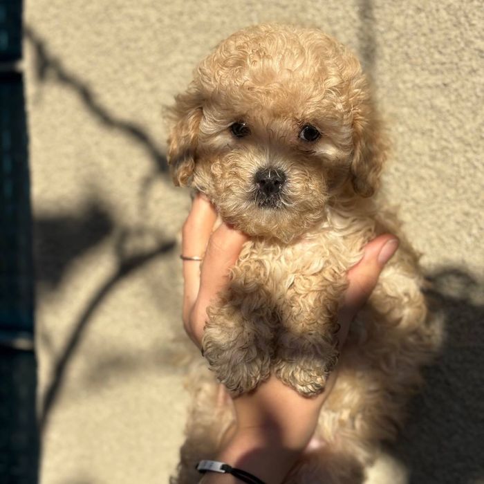 Мальтипу мини девочка