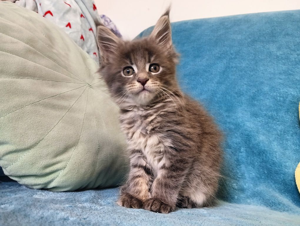 Maine coon masywna niebieska pręgowana koteczka z rodowodem FPL