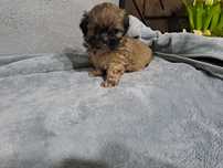 Shih-tzu mini sunia