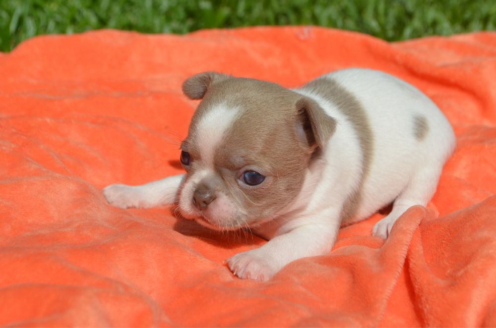 Chihuahua pelo curto macho