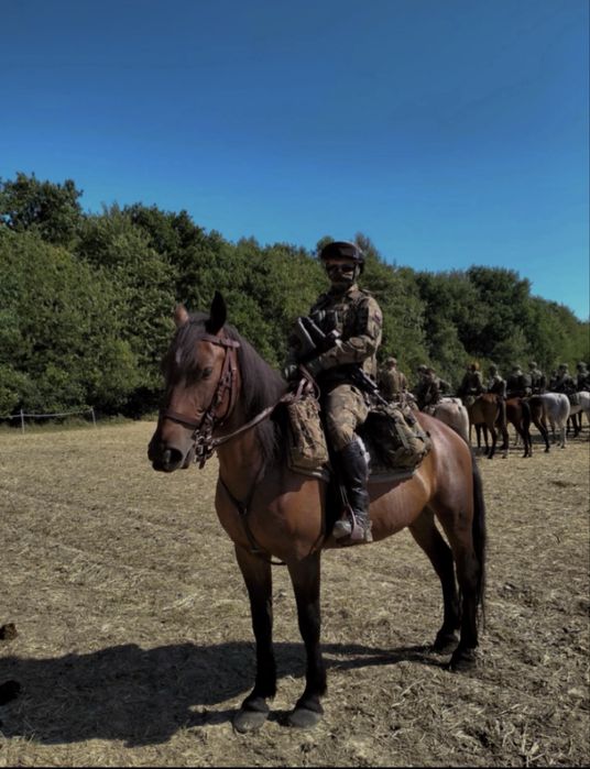 Dorita - piekna klacz w typie slazkim na sprzedaż