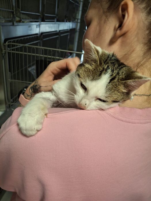 Brak mu jednej łapki, jednak marzy o domu jak kazdy inny kociak