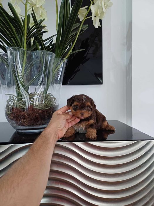 Yorkshire Terrier Miniatura FEMEA CHOCOLATE AFOGUEADA