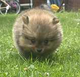 Szczeniak szpic miniaturowy pomeranian z rodowodem
