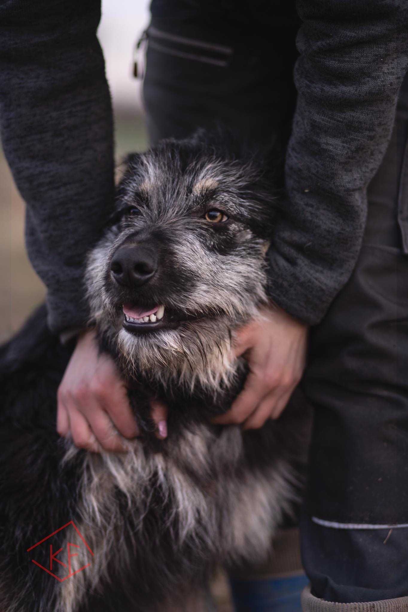 Roki - włochaty szczeniak do adopcji