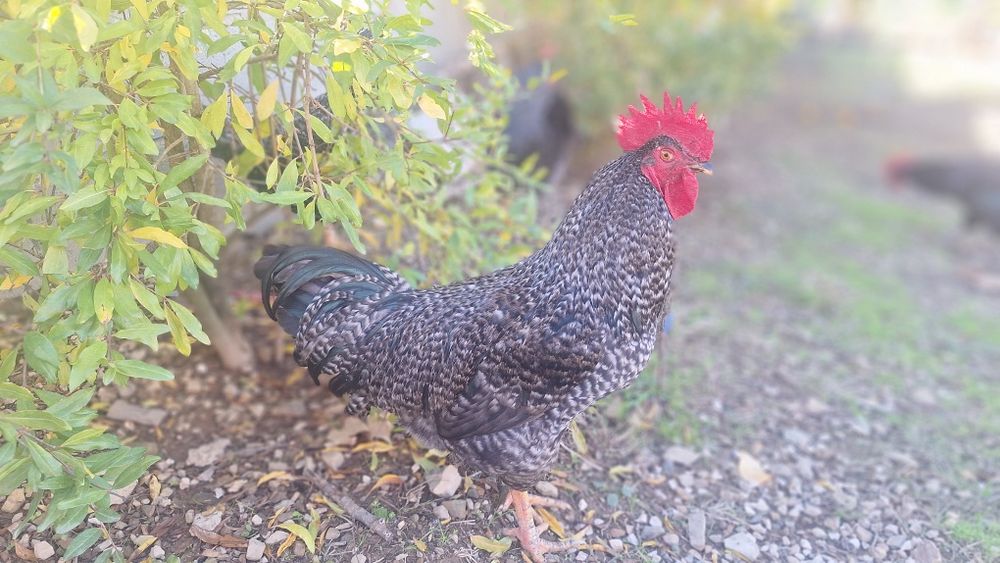 galos pedrês lindos