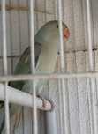 Vendo Ring Neche fêmea com 4 meses 80€