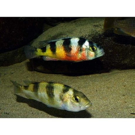 Pyszczak  Astatotilapia  Latifasciata 3 - 4 cm odbior/ wysylka