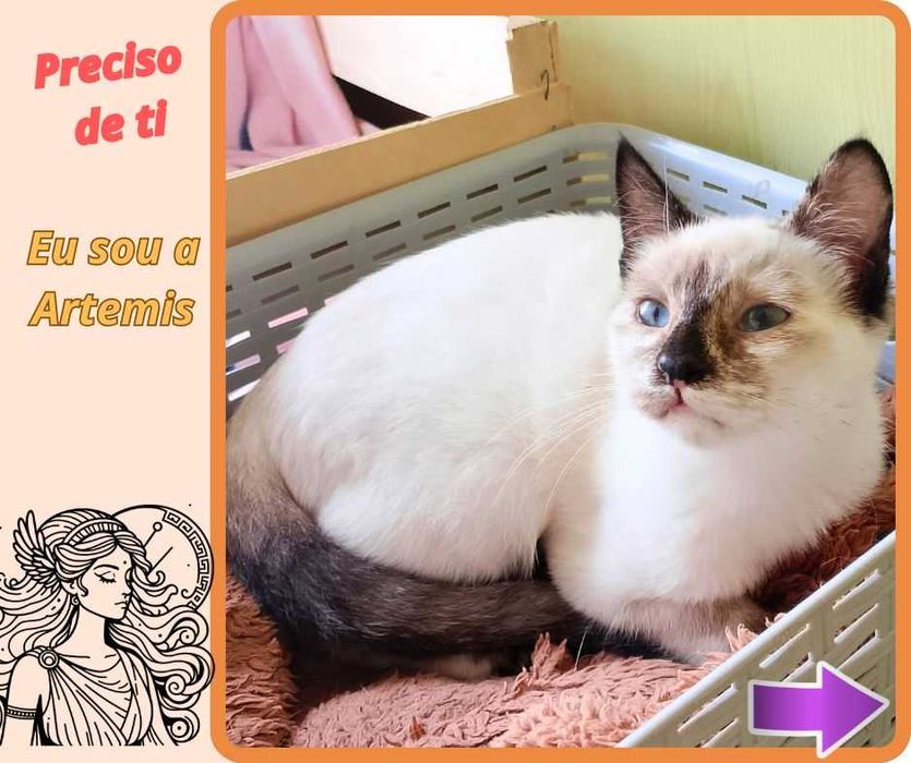 Gatinhos para adoção