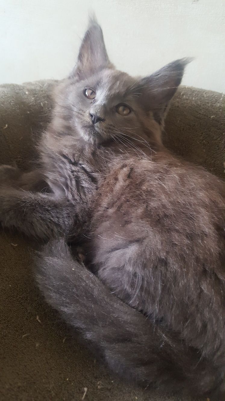 Koteczka Maine Coon WCF