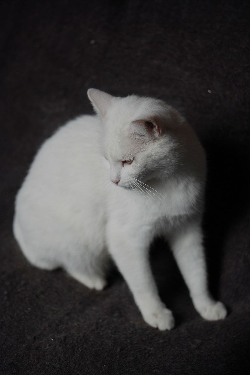 Котя! Котик 1,5 р. Мітити не буде