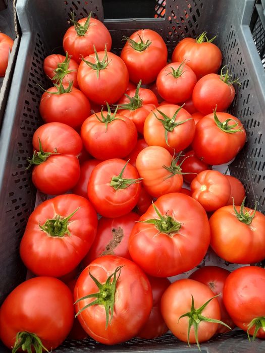 Pomidory  malinowe na przeciery soki.PROMOCJA