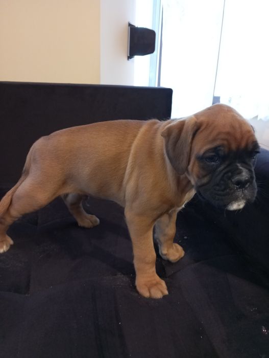 Bokser szczeniak pies