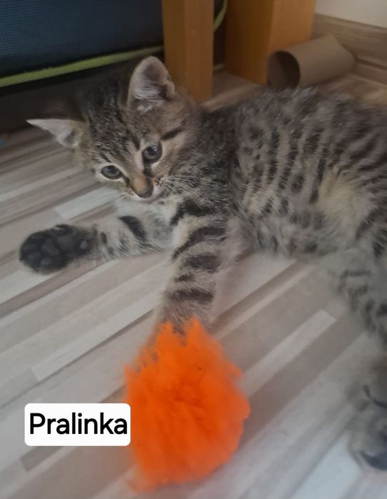 Kocie dzieci ok.9 tygodniowe szukają super domków .