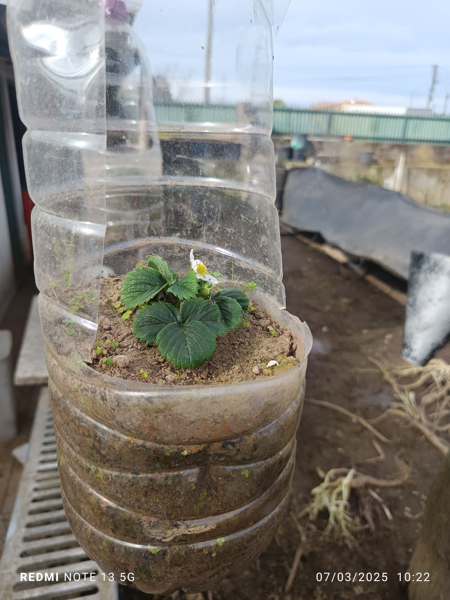Pés de morangos para plantar