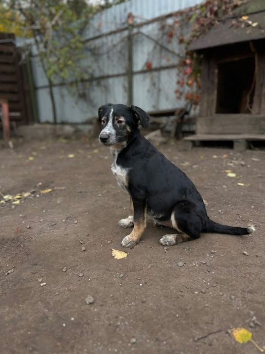 Ирма отдам в семью