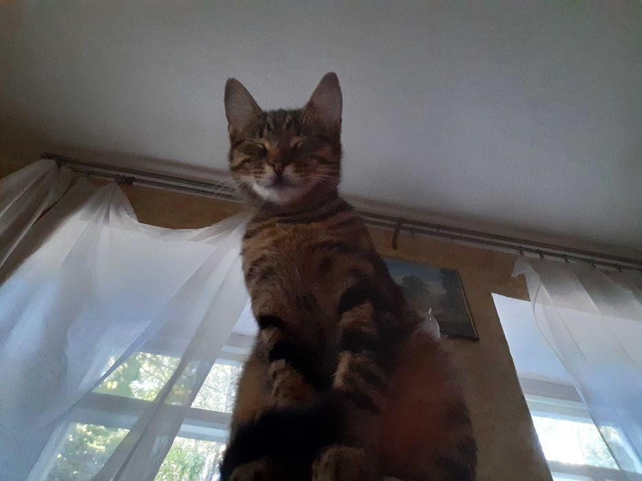 Пропала кошка. Район Долгинцево. Вознаграждение – 7000 грн