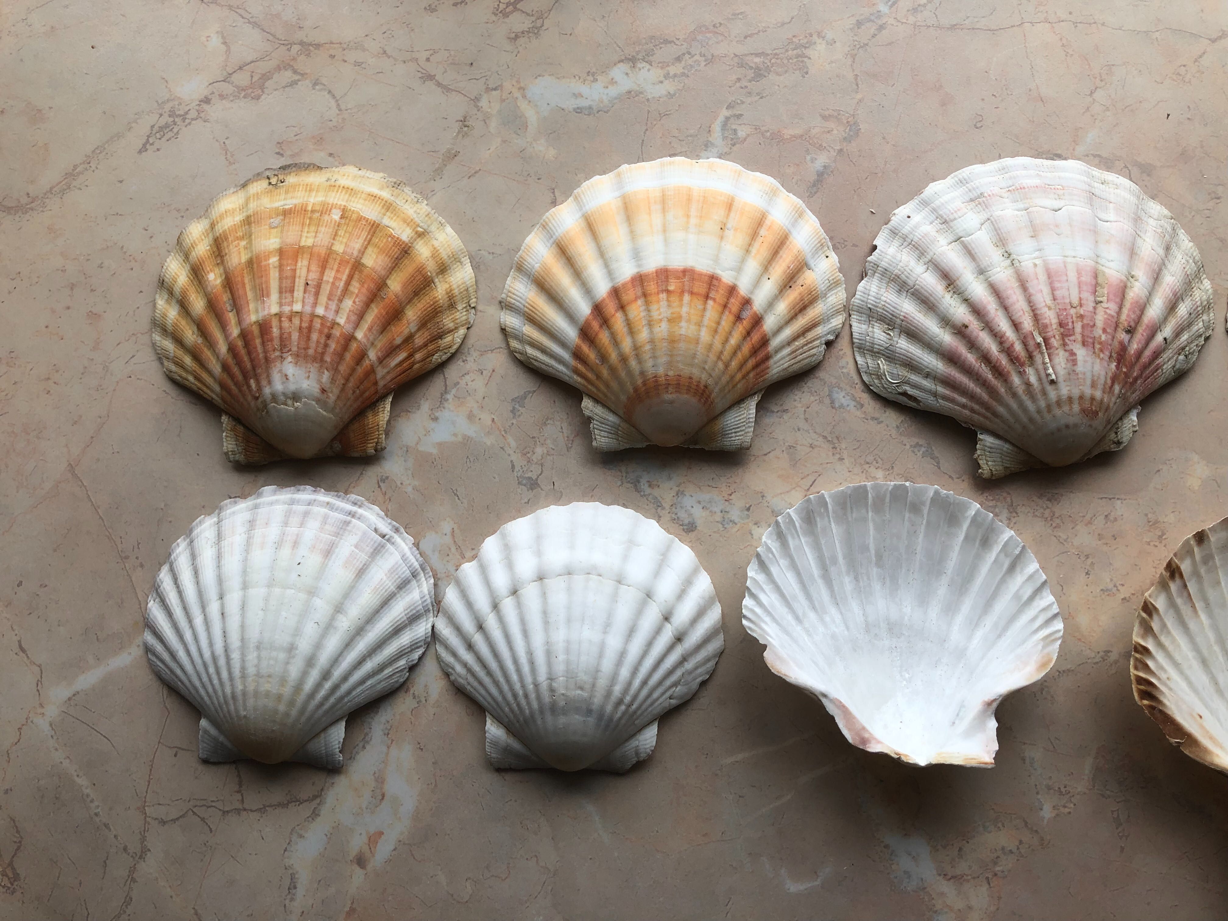 Muszle św. Jakuba Scallops Przegrzebki